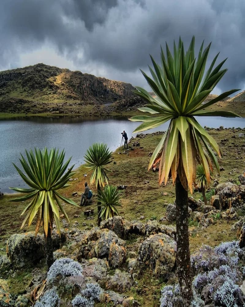 Giant Lobelia - Heritage Site